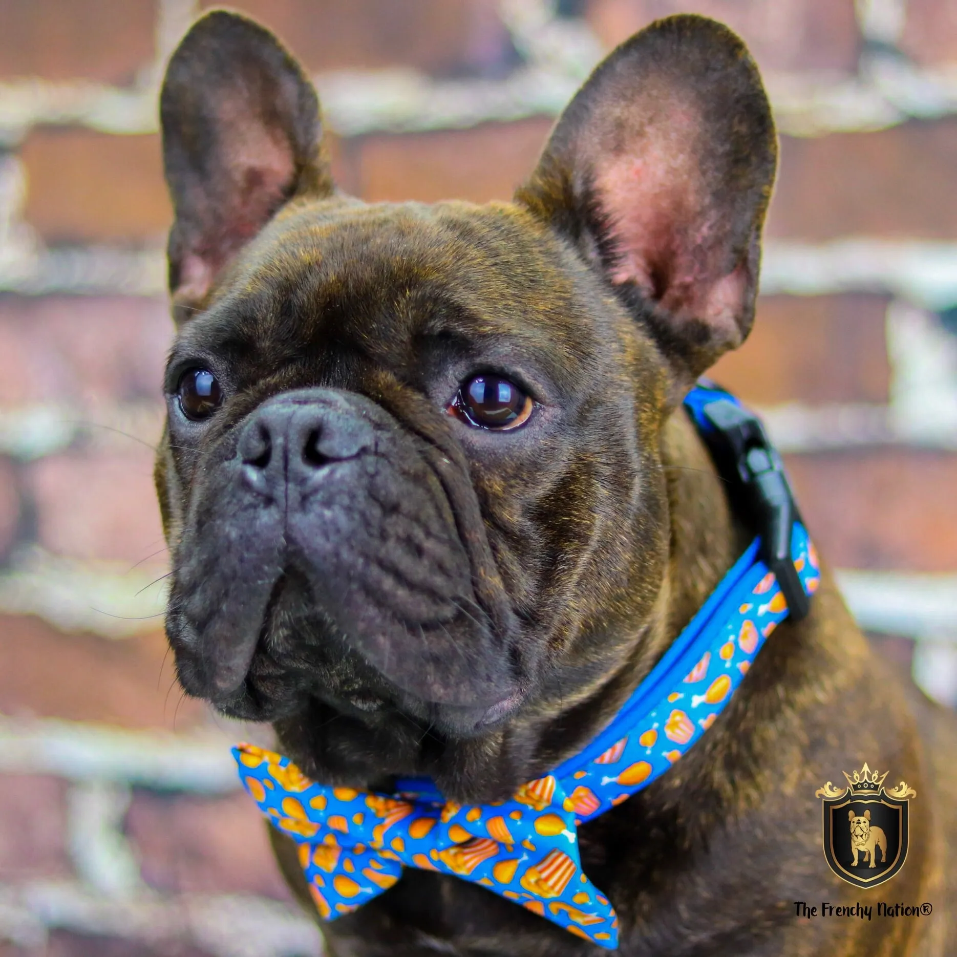 “Finger licking good"  Collar & Bow Tie ✨Bulldog collection ✨