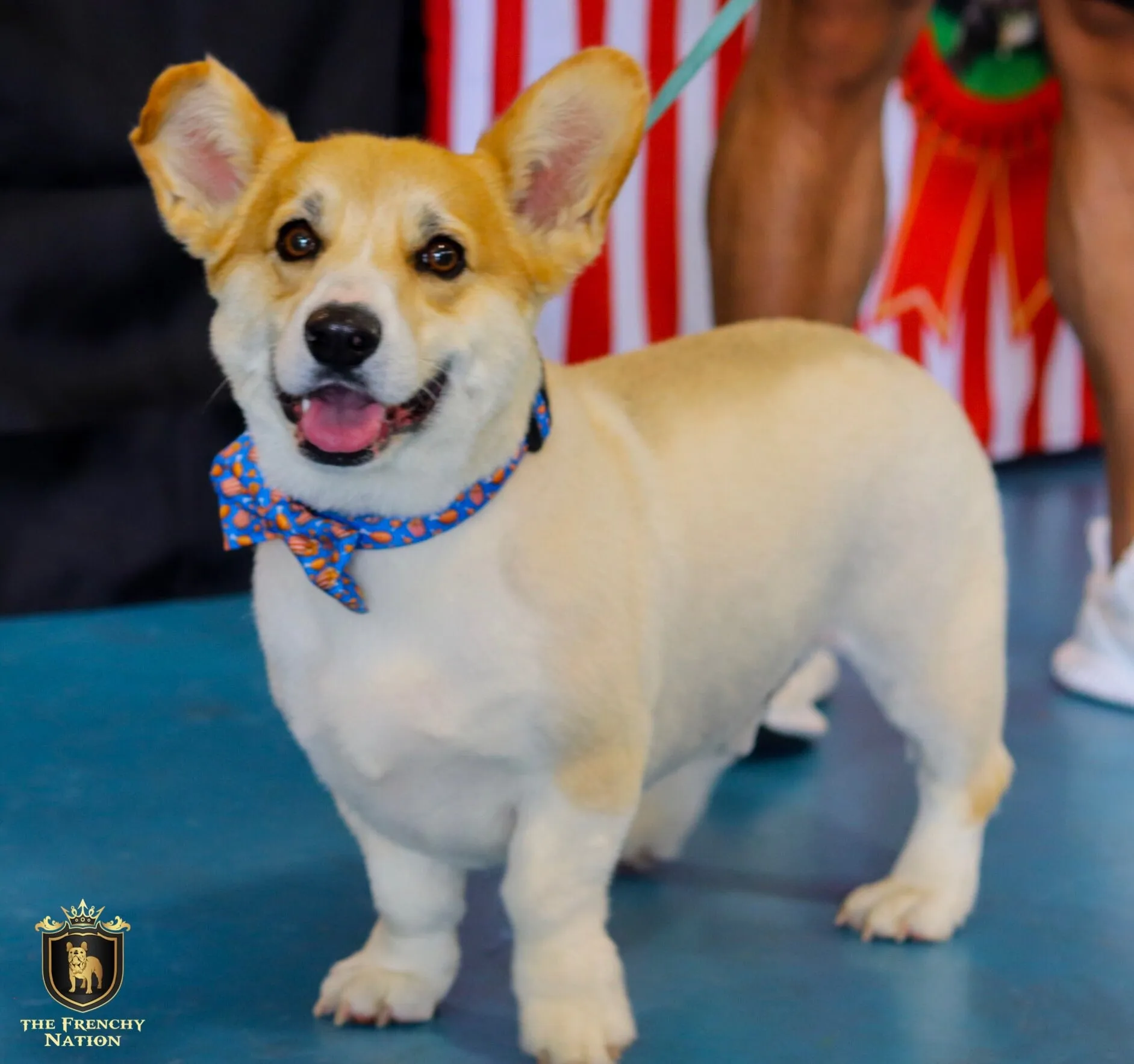 “Finger licking good"  Collar & Bow Tie ✨Bulldog collection ✨