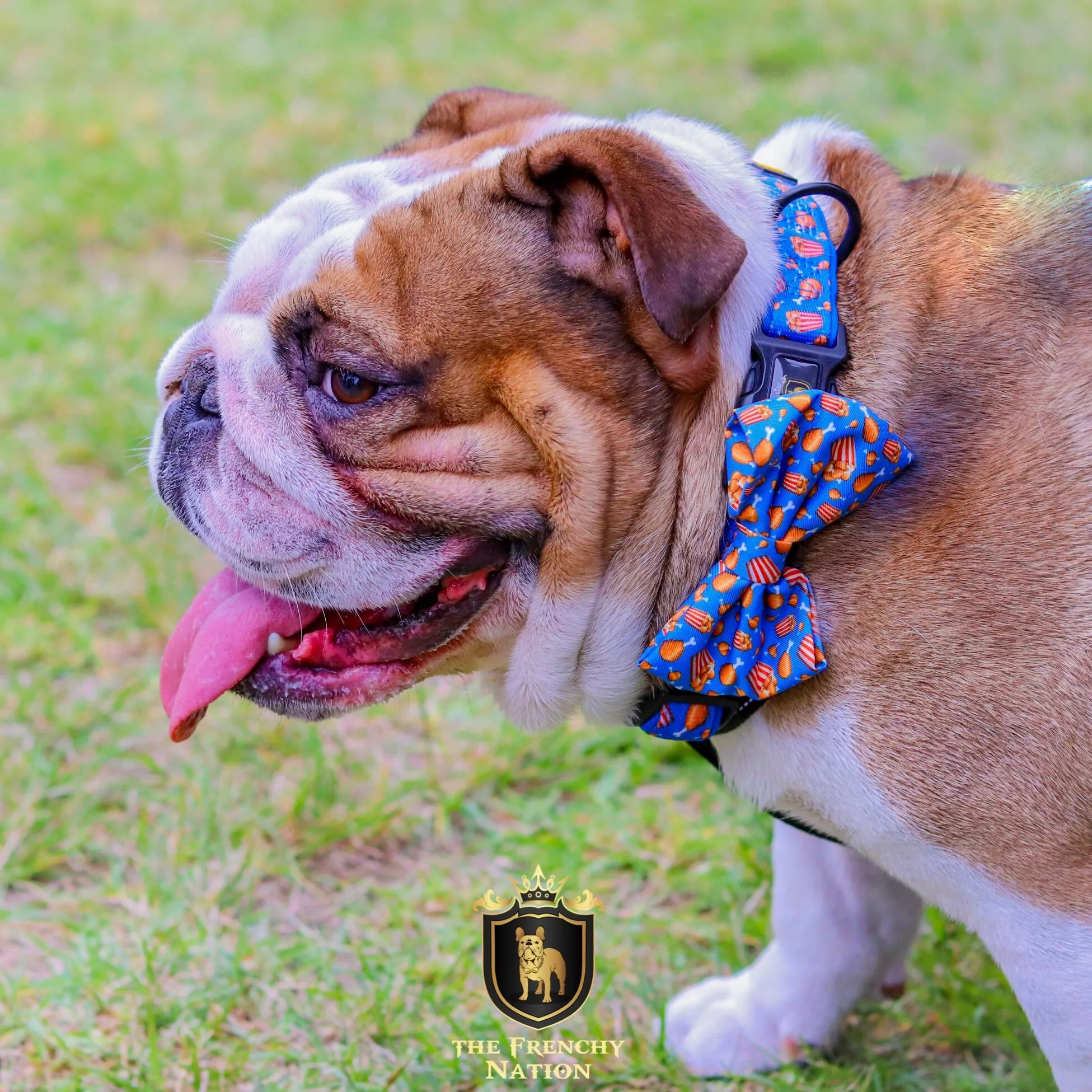 “Finger licking good"  Collar & Bow Tie ✨Bulldog collection ✨