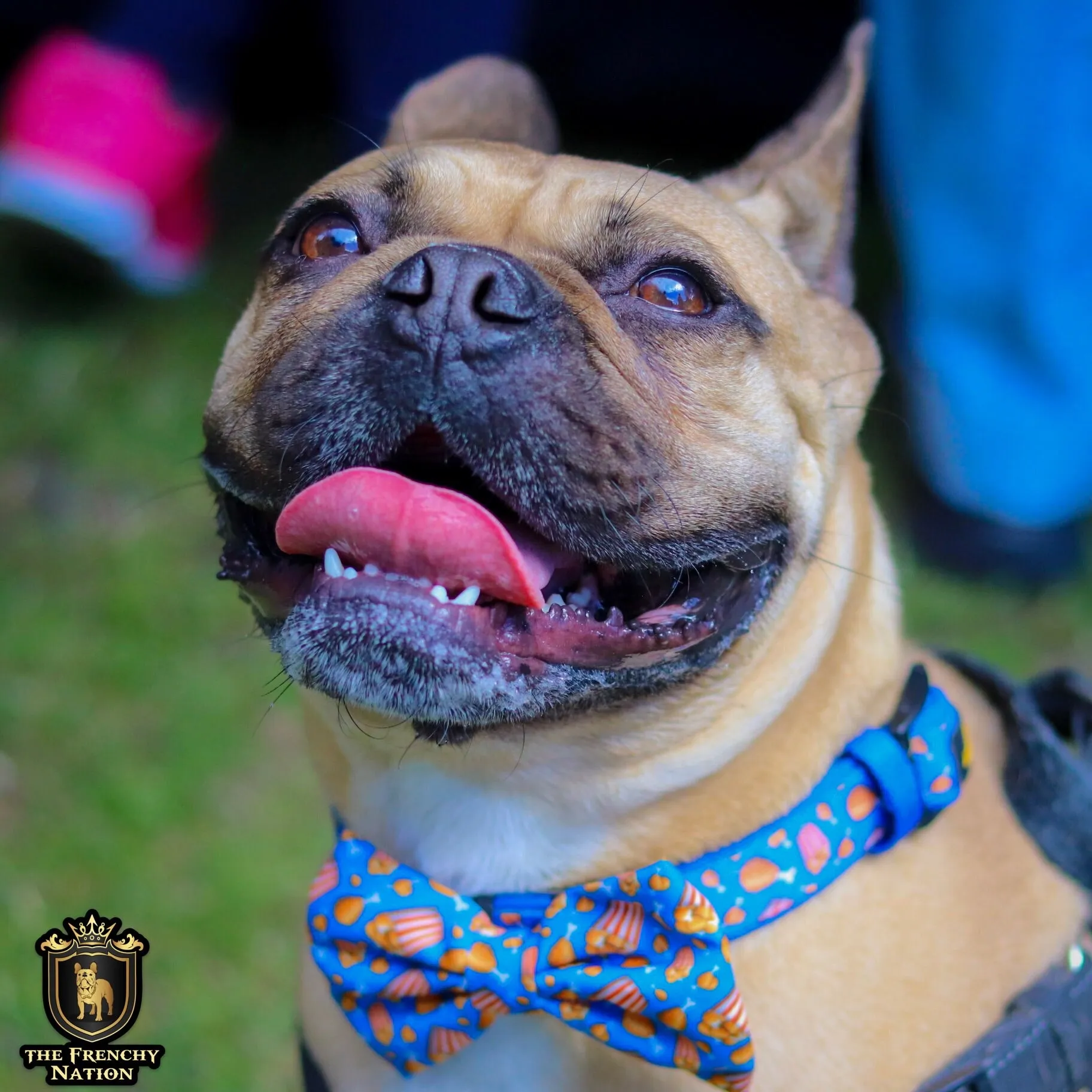 “Finger licking good"  Collar & Bow Tie ✨Bulldog collection ✨