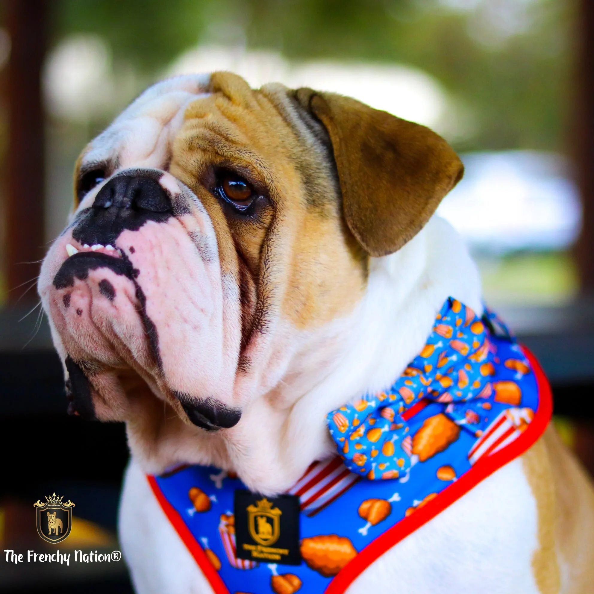 “Finger licking good"  Collar & Bow Tie ✨Bulldog collection ✨