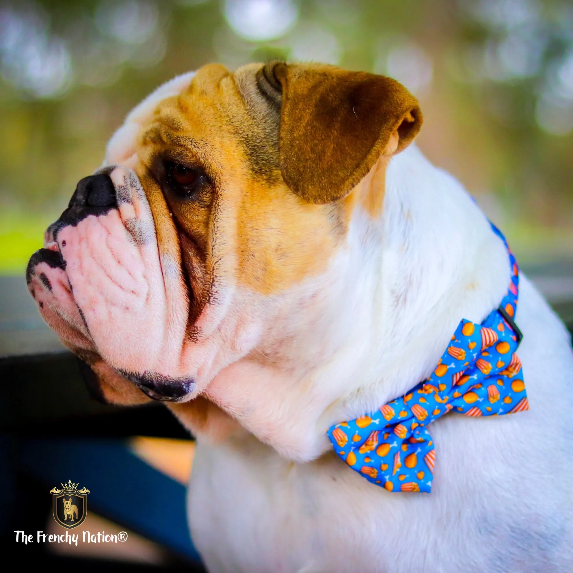 “Finger licking good"  Collar & Bow Tie ✨Bulldog collection ✨