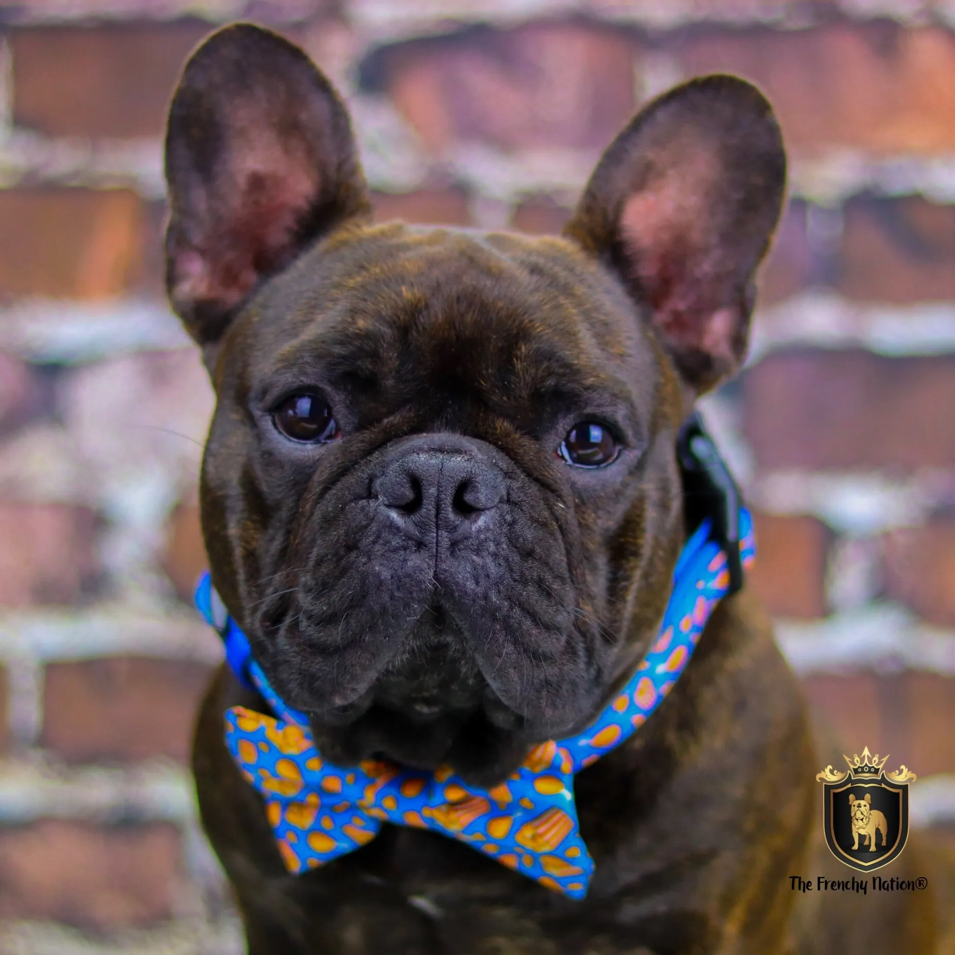 “Finger licking good"  Collar & Bow Tie ✨Bulldog collection ✨