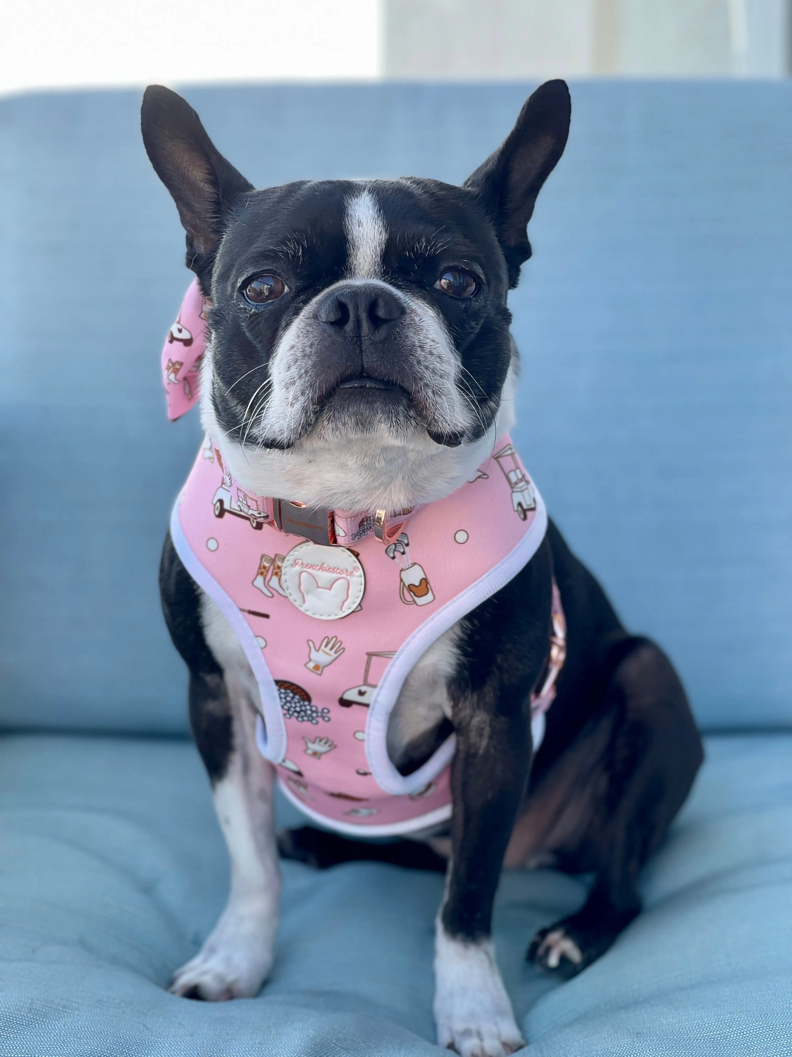 Frenchiestore Breakaway Dog Collar | Golf